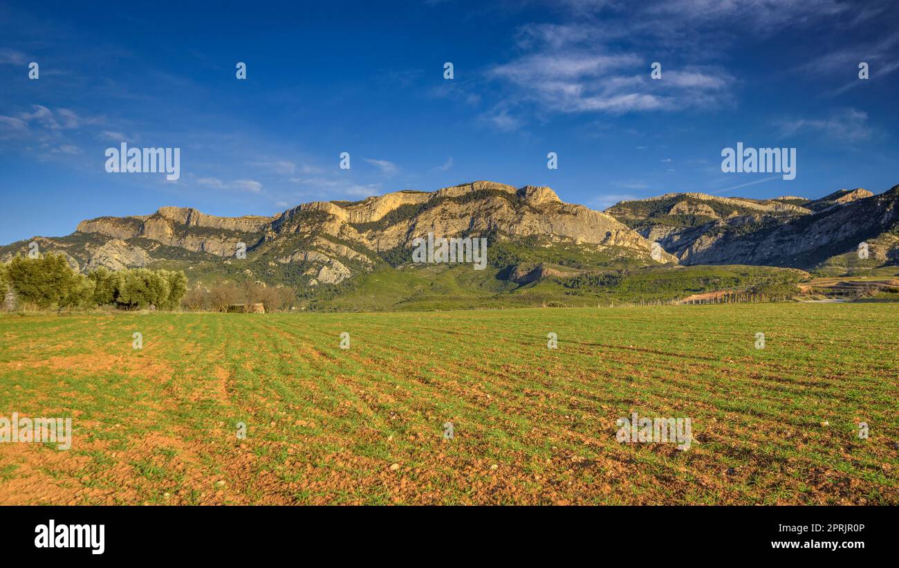 Tramonto tra i campi con Els Port Parco Naturale sullo sfondo (Terra alta, Tarragona, Catalogna, Spagna) Foto Stock