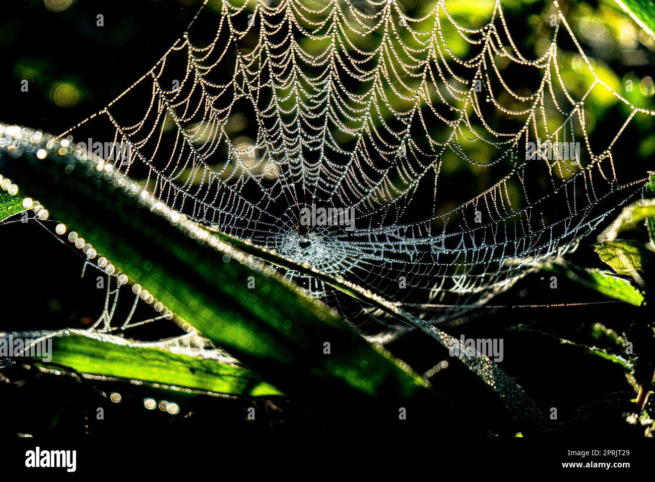 Ragnatela nelle prime ore del mattino Foto Stock