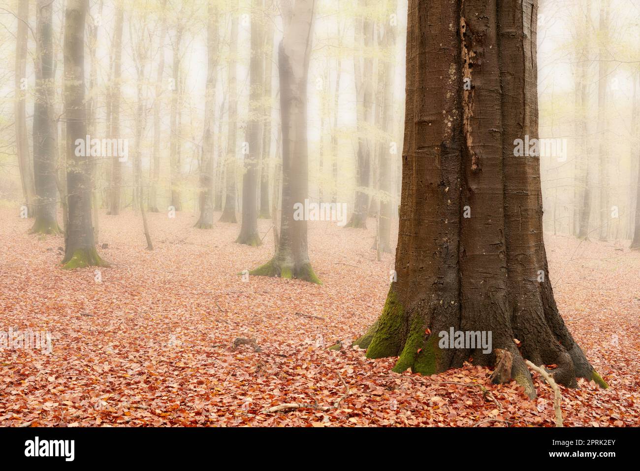 Nebbia nella foresta - bellissimo autunno. I bei colori dell'autunno. Autunno foresta. Foto Stock