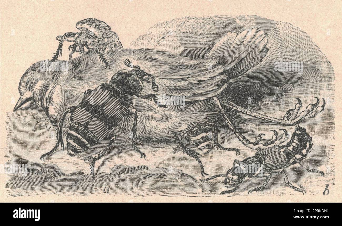 Antica illustrazione incisa dello scarabeo. Illustrazione vintage degli coleotteri sexton. Antica immagine incisa del Nicrophorus vespillo. Fig Foto Stock