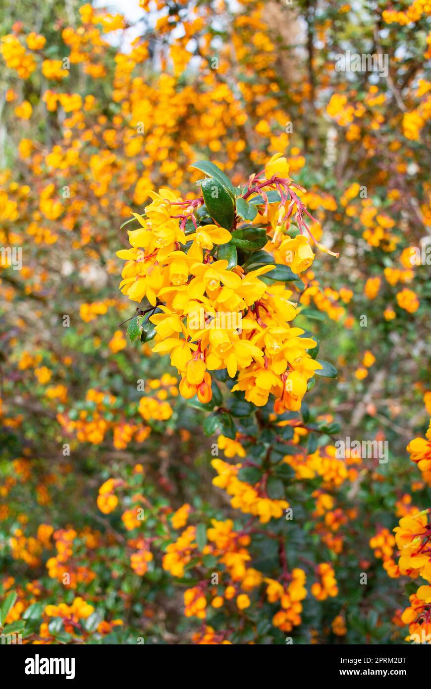 Il fiore giallo di Berberis darwinii Foto Stock