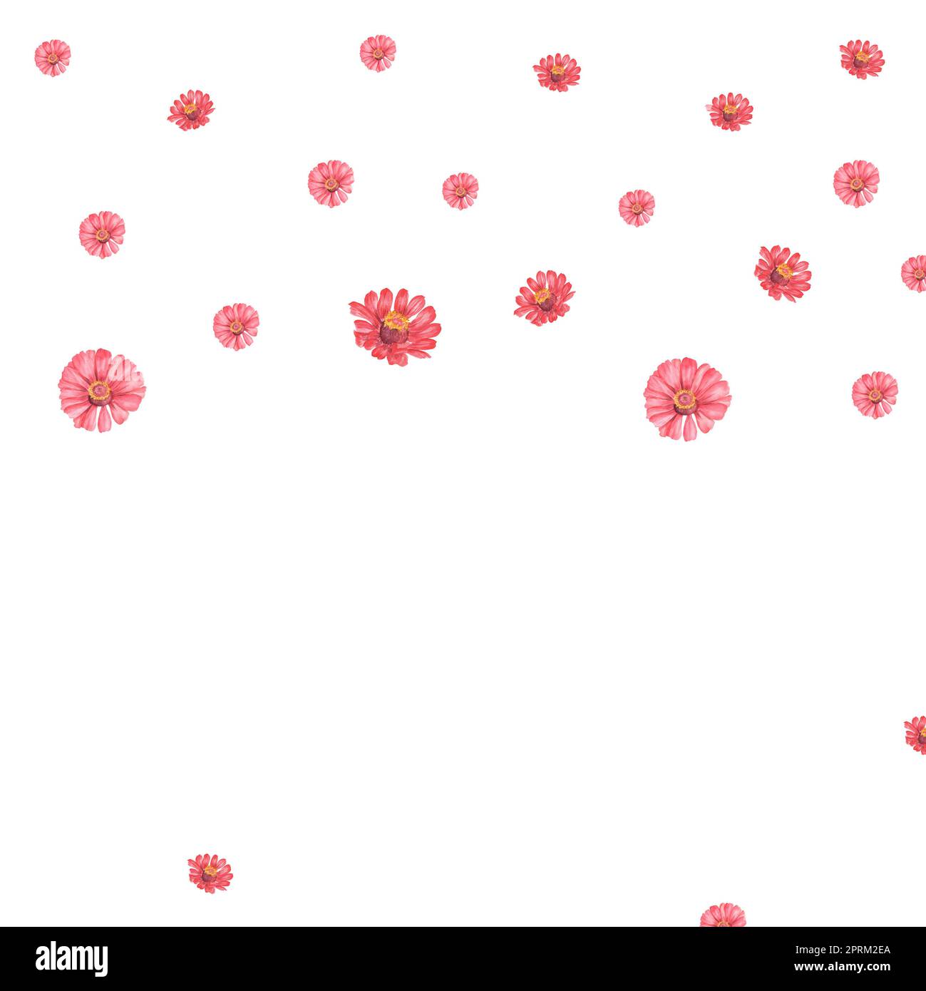 Acquerello disegnato a mano senza cuciture patten con fiori di zinnia Foto Stock