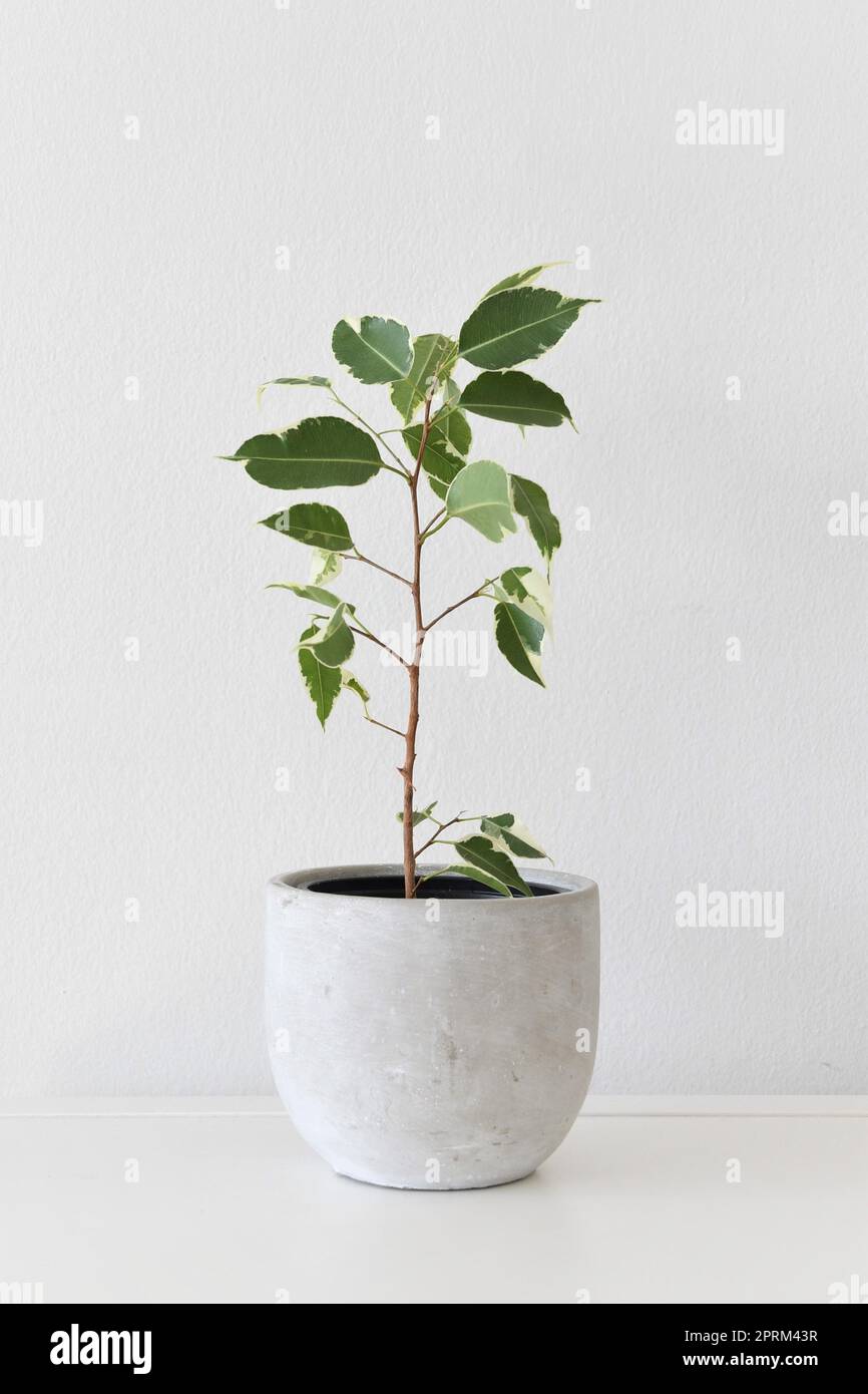 Ficus benjamina variegata, fico piangente variegato, pianta da casa con foglie bianche e verdi, isolata su fondo bianco. Orientamento verticale. Foto Stock