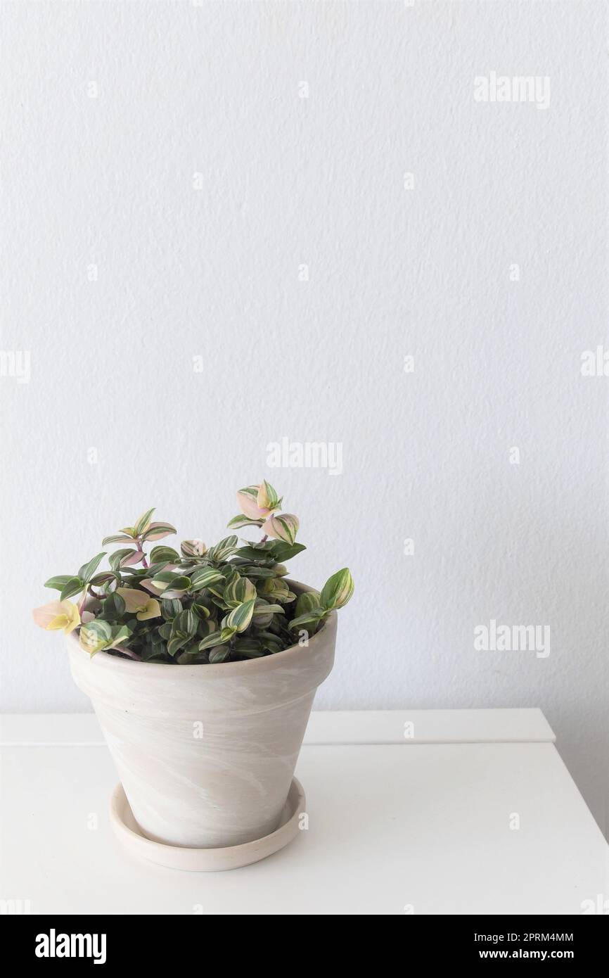 Pianta domestica tricolore di Tradescantia fluminensis, in un vaso bianco, isolata su sfondo bianco. Le foglie sono verdi, bianche e rosa. Ripresa in verticale. Foto Stock