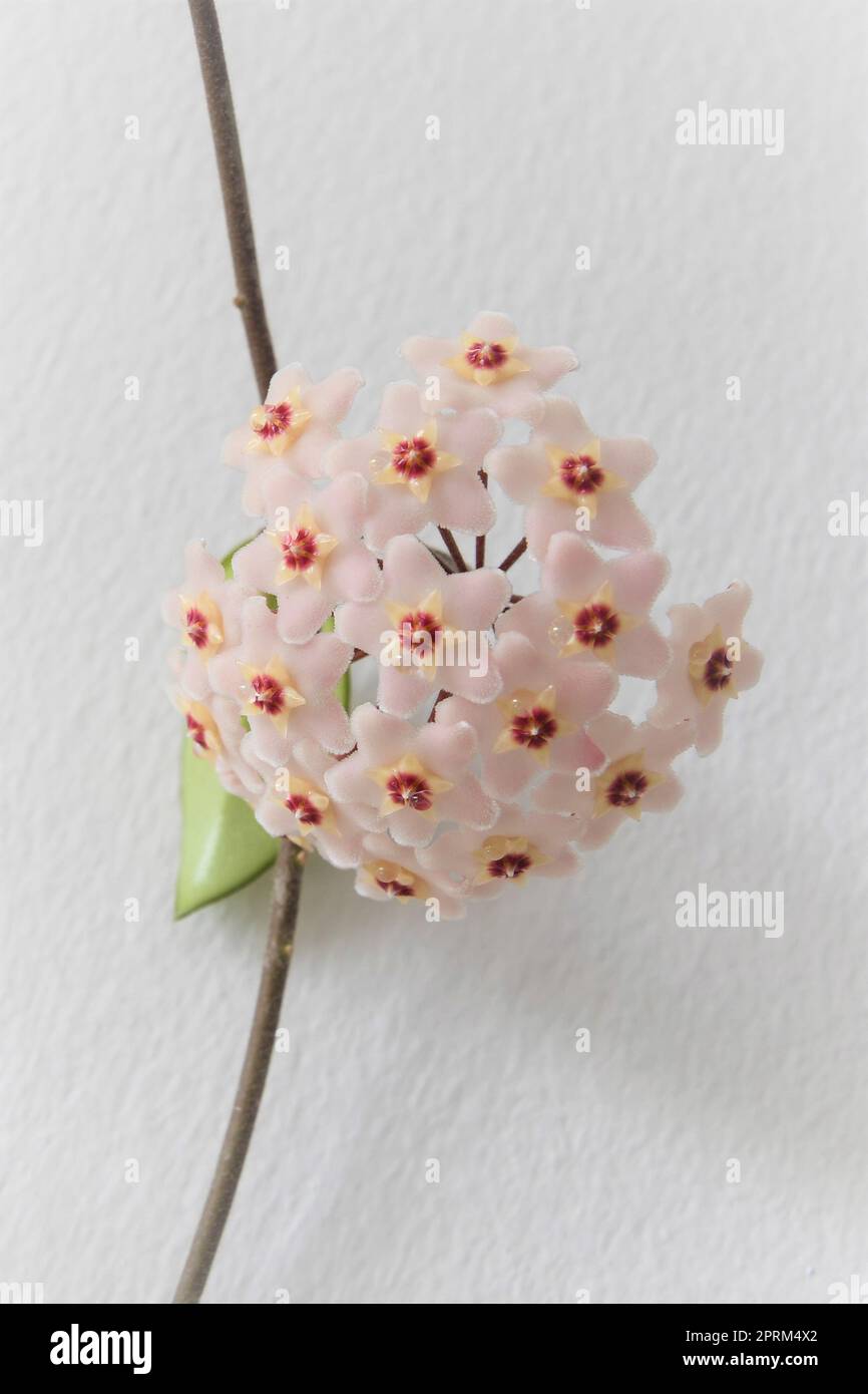 Fiore di Hoya carnosa sulla vite. Le fioriture sono rosa chiaro e a forma di stella, e il nettare gocciola dalla corolla. Isolato su sfondo bianco. Foto Stock