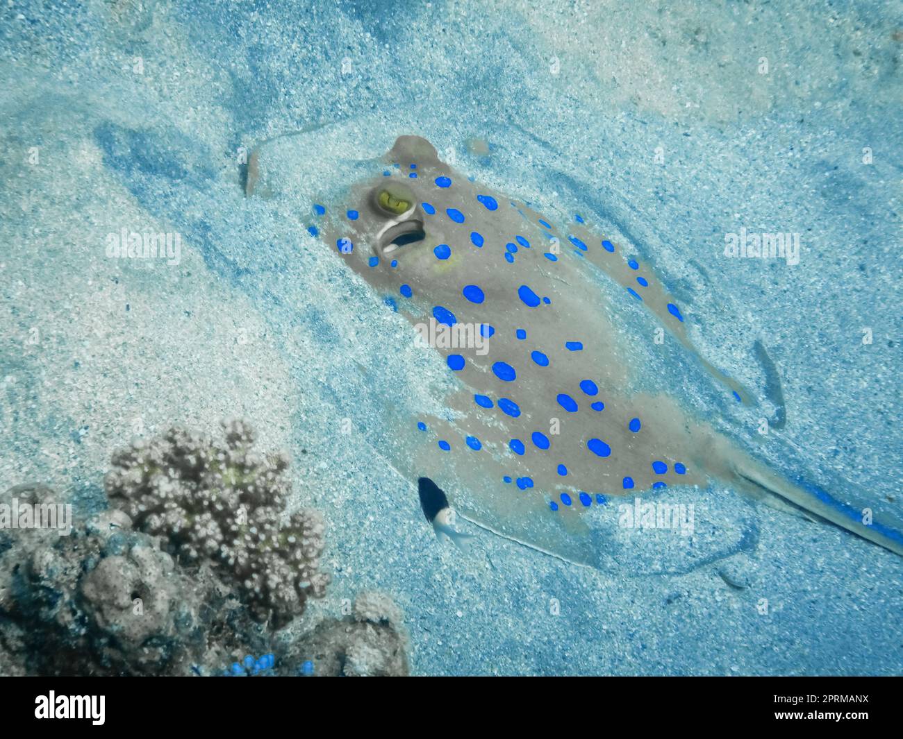 raggi di stingray macchiati blu nel fondale sabbioso vista di dettaglio Foto Stock