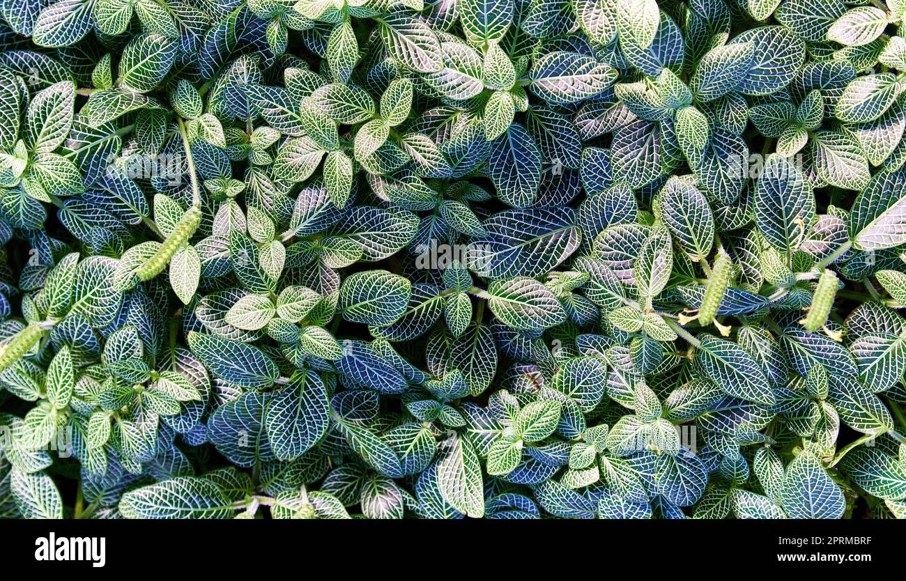 Ripetizione di foglie verdi scure e chiare. Foto Stock