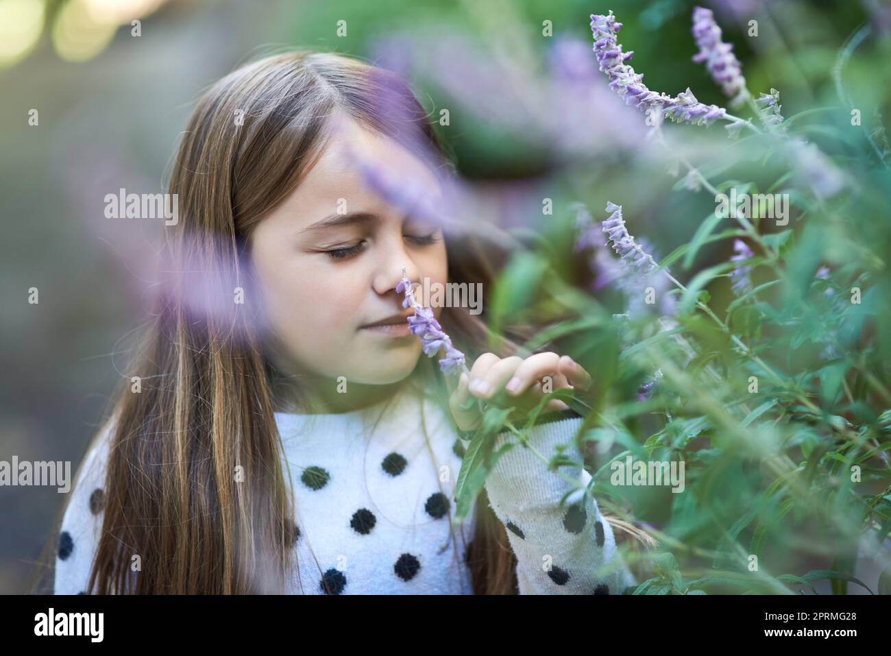Adora passeggiare nel giardino per sentire l'odore della lavanda, una bambina che odora una pianta di lavanda fuori. Foto Stock