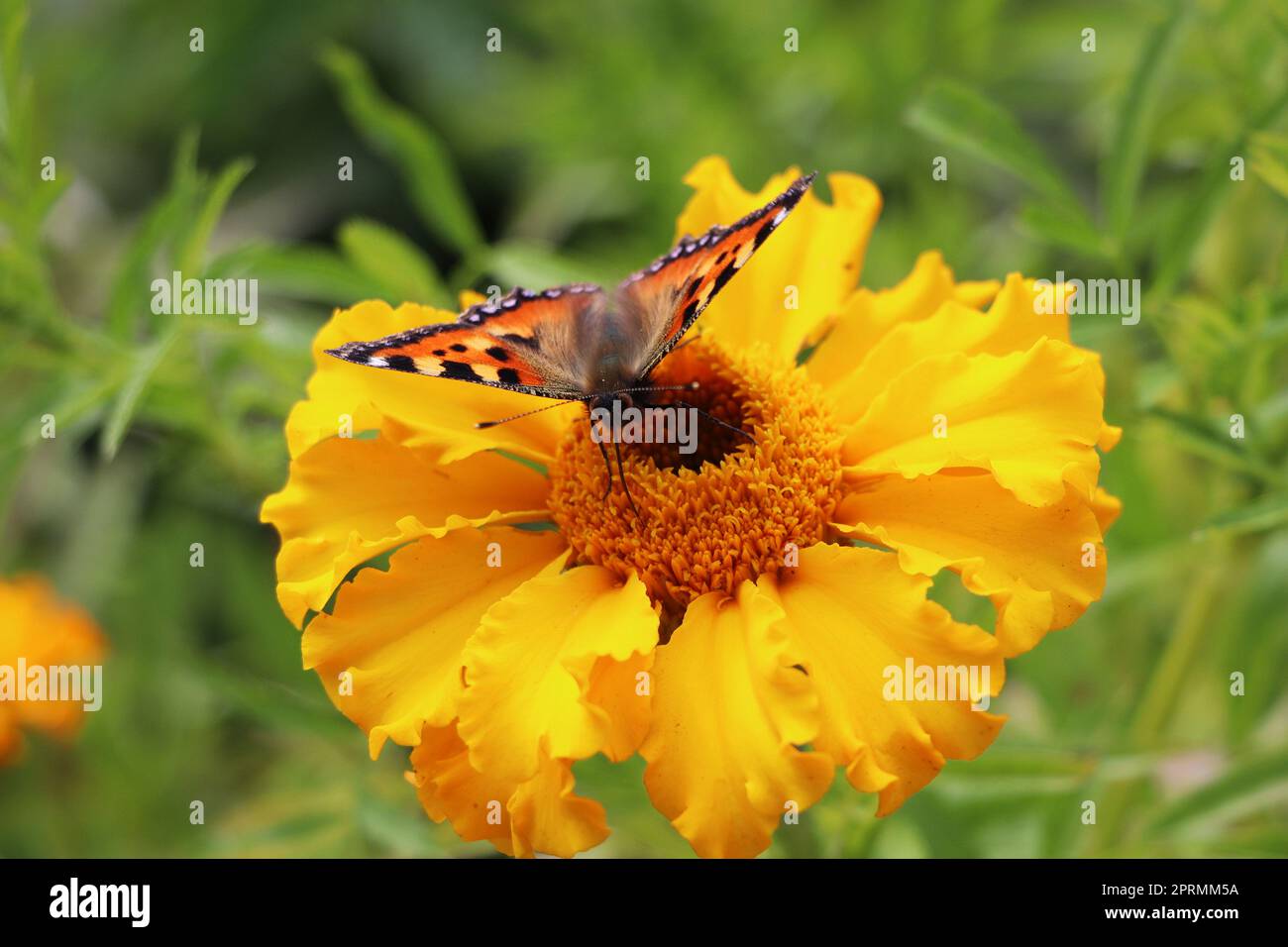 Farfalla Monarch fiori impollinanti nel giorno d'estate, sfondo morbido Foto Stock