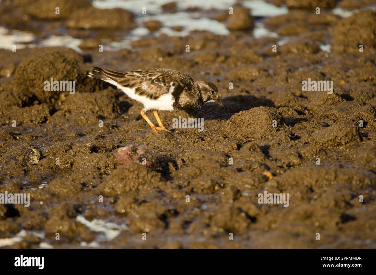 Ruddy pietra a torsolo alla ricerca di cibo. Foto Stock