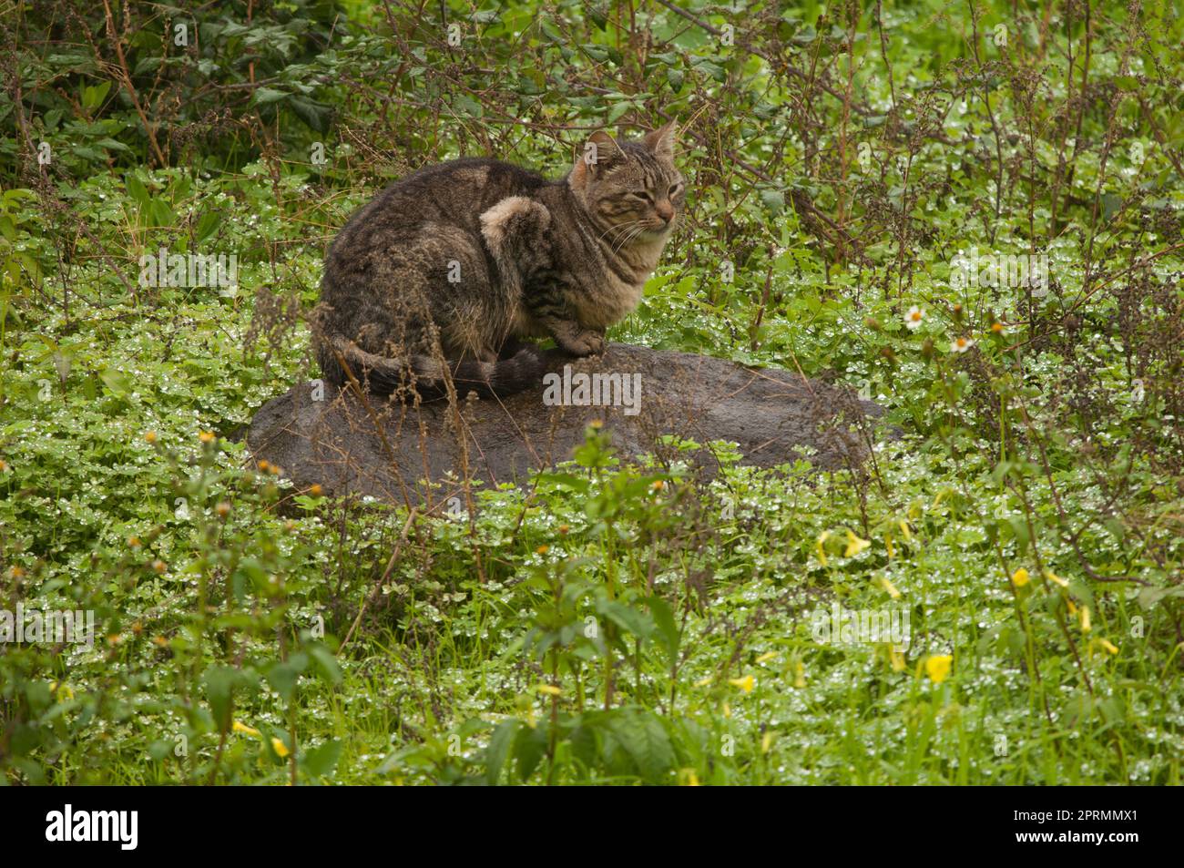 Gatto selvatico a riposo. Foto Stock