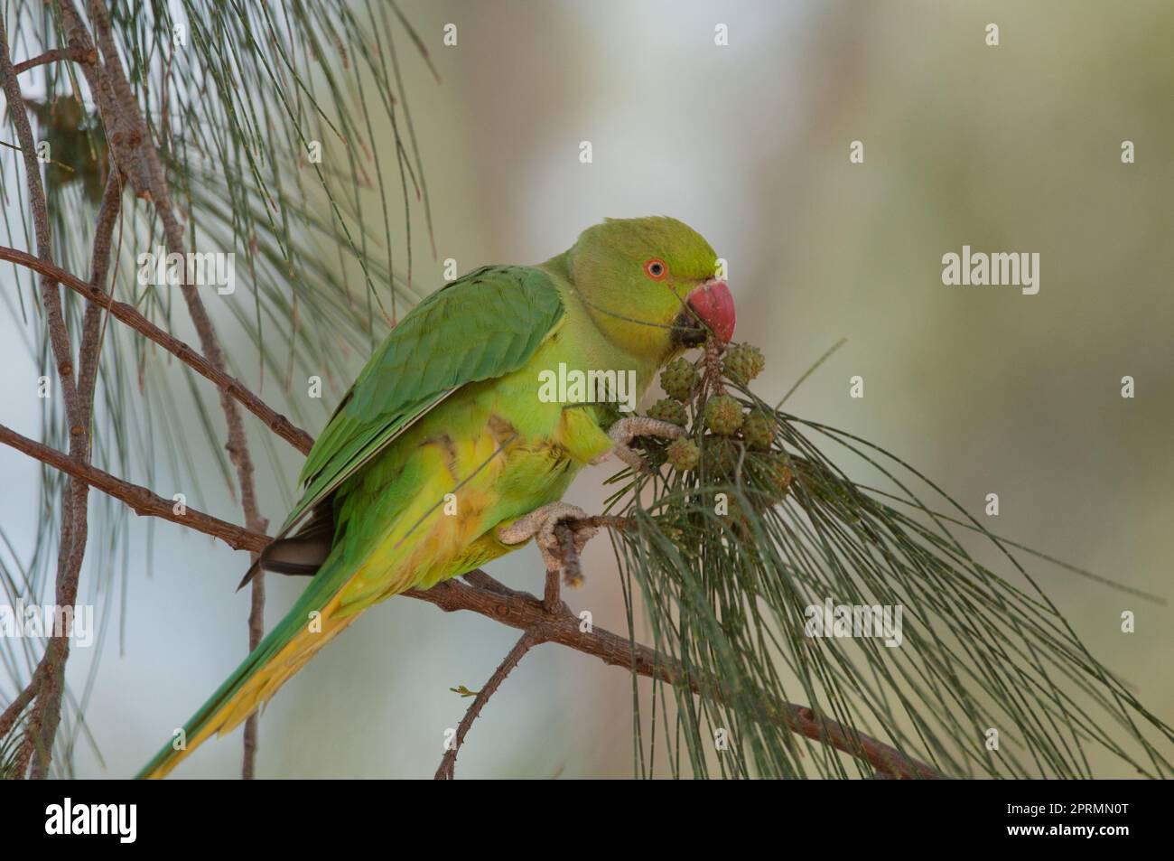 Un pappagallo con anelli di rosa che mangia semi di frutti di sega-quercia costiera. Foto Stock