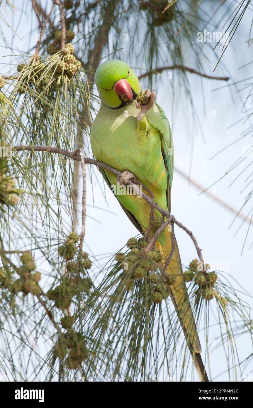 Un pappagallo con anelli di rosa che mangia semi di frutti di sega-quercia costiera. Foto Stock