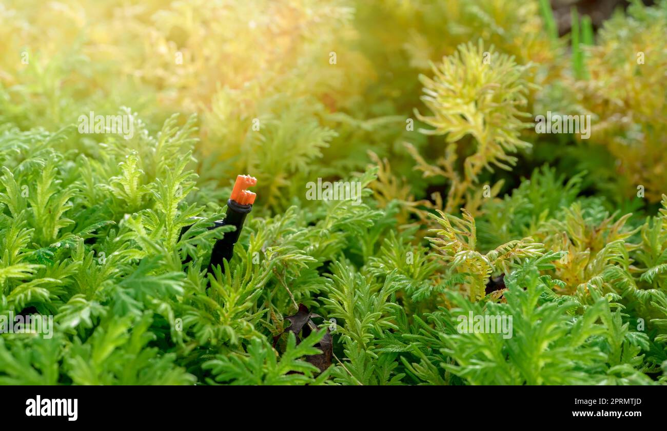 Irrigatore automatico per prati per innaffiare piante verdi. Irrigatore con sistema automatico. Sistema di irrigazione del giardino per innaffiare il prato. Servizio di manutenzione dell'impianto sprinkler. Irrigatore a domicilio per irrigazione. Foto Stock