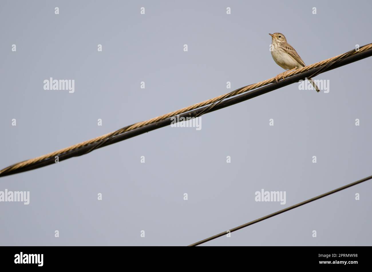 Berthelot sta pipettando su un cavo elettrico. Foto Stock