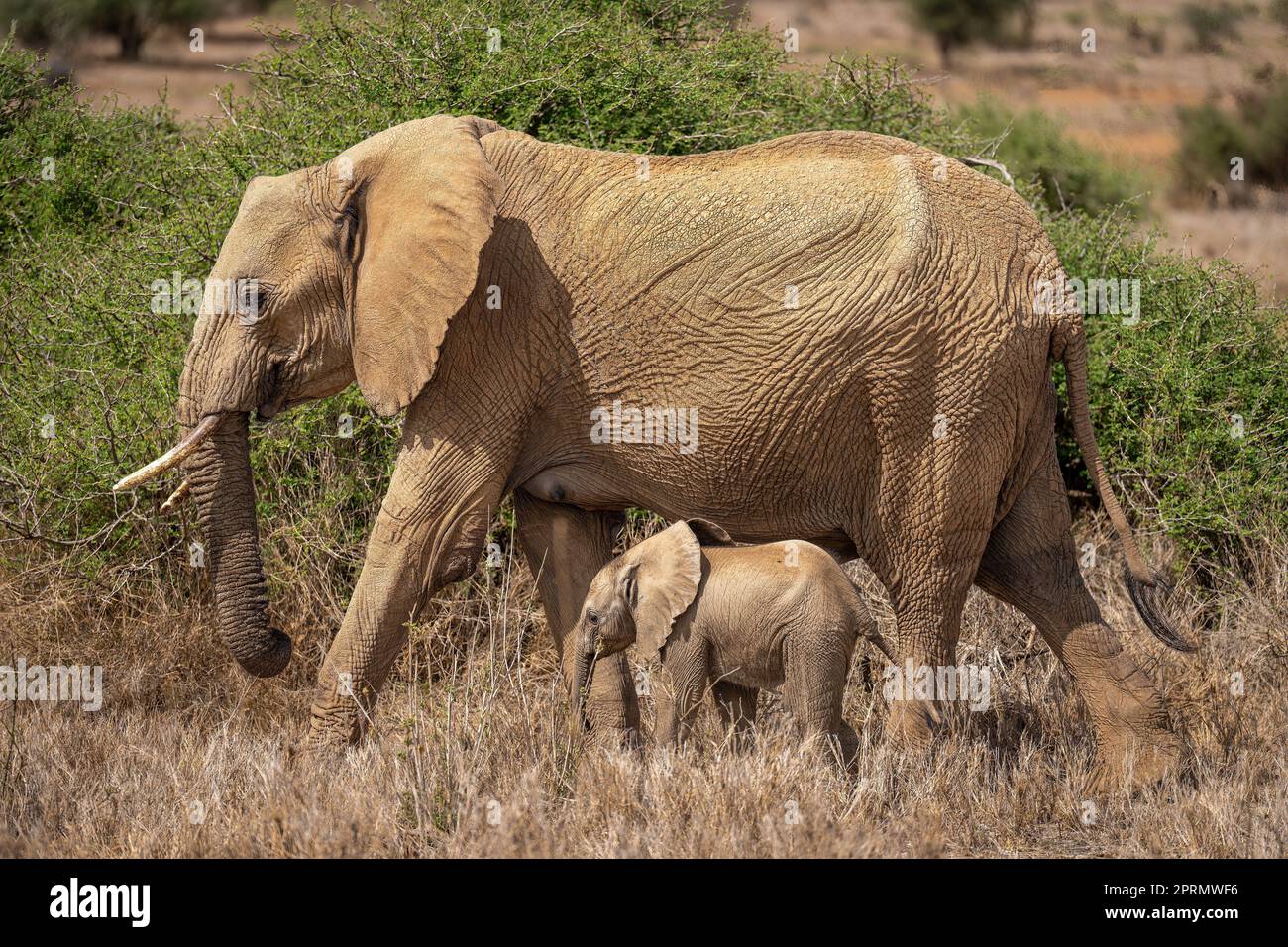 Bush africano Elefante attraversa il Savannah con vitello Foto Stock