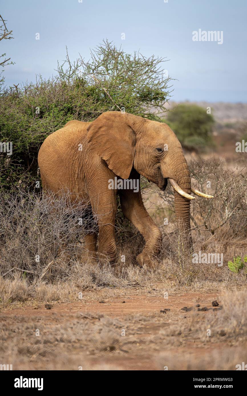 Elefante africano cespuglio in cespugli guardando la macchina fotografica Foto Stock