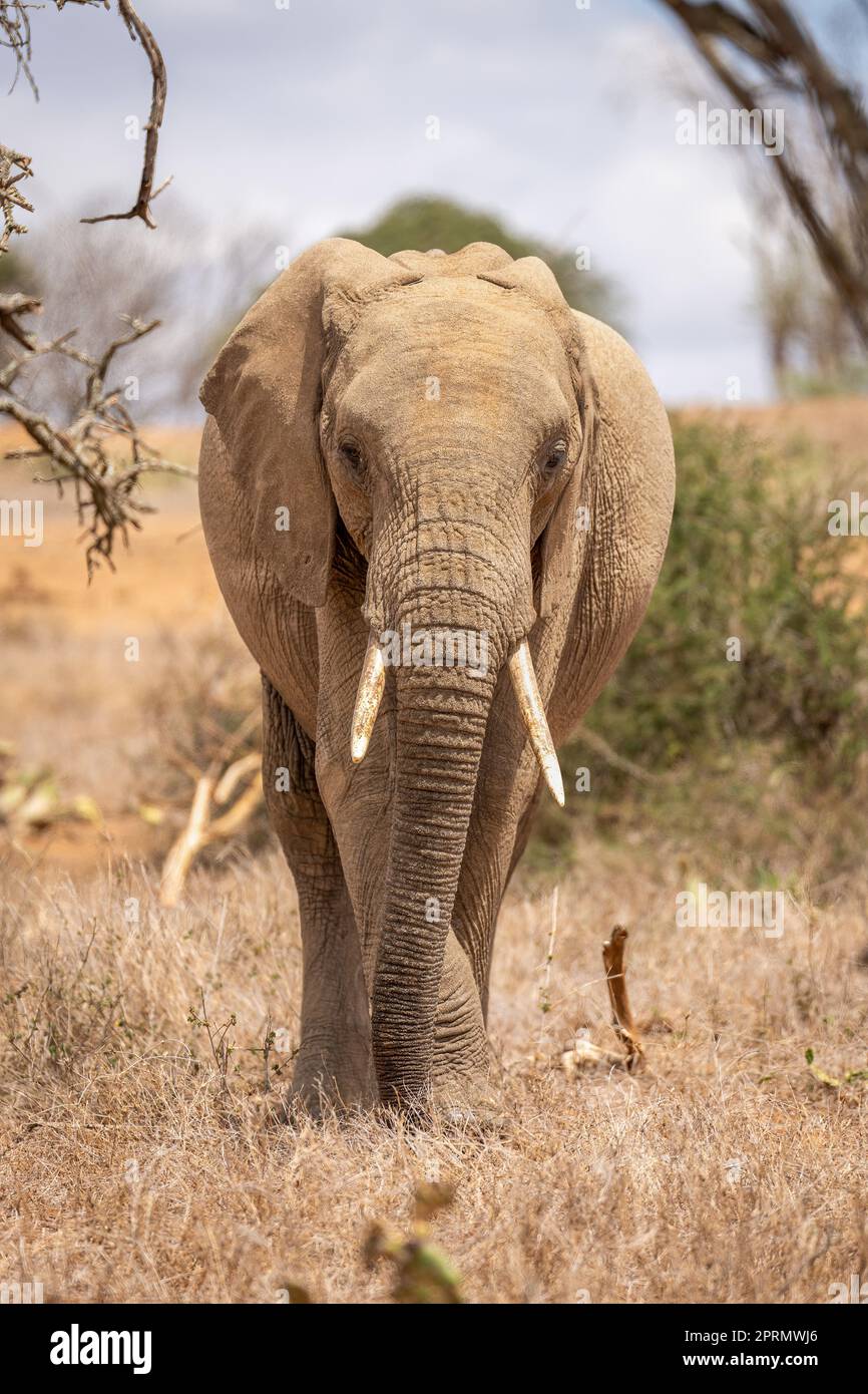 L'elefante africano bush si alza di fronte alla macchina fotografica Foto Stock
