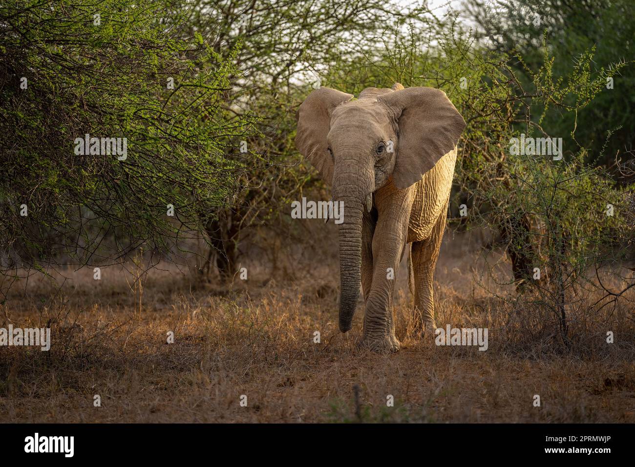 L'elefante africano del cespuglio si leva in piedi nella radura della foresta Foto Stock