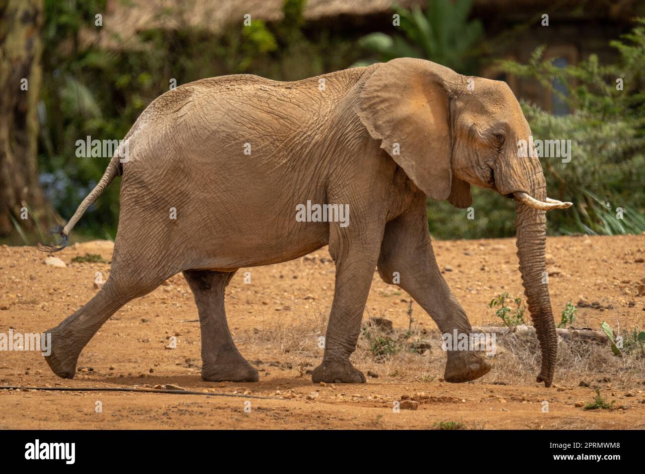 Elefante africano cespuglio passeggiando davanti al safari Lodge Foto Stock