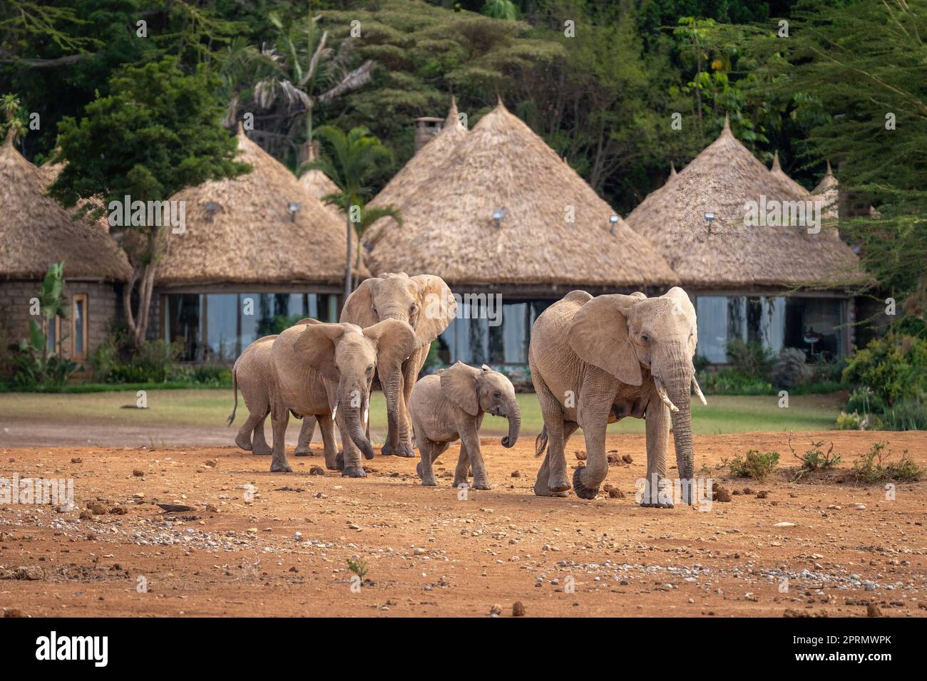 Gli elefanti africani del cespuglio camminano oltre il safari Lodge Foto Stock