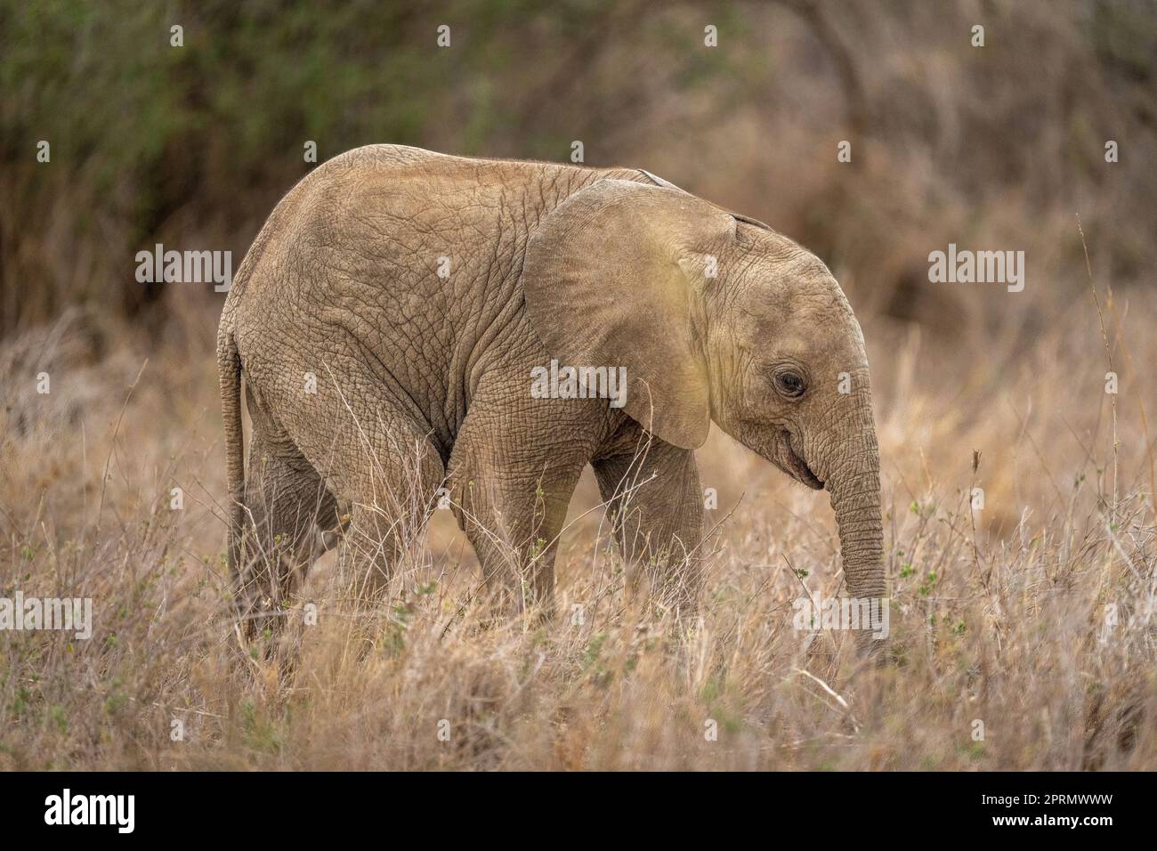 L'elefante africano del bush del bambino si leva in piedi la macchina fotografica di eyeing Foto Stock