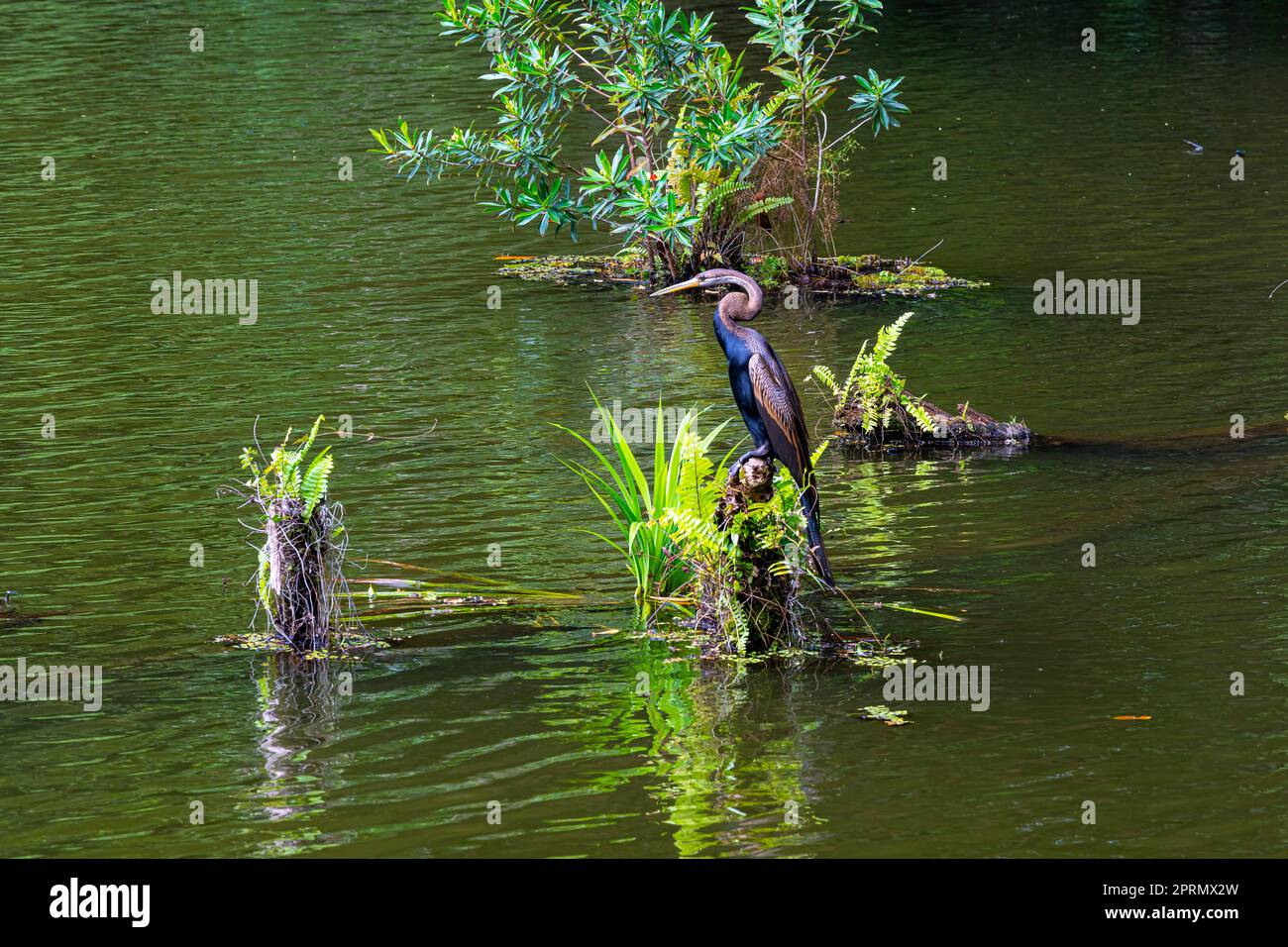 Il darter orientale (Anhinga melanogaster) è un uccello della famiglia degli Ardeidi. Foresta pluviale sul Borneo, Foto Stock