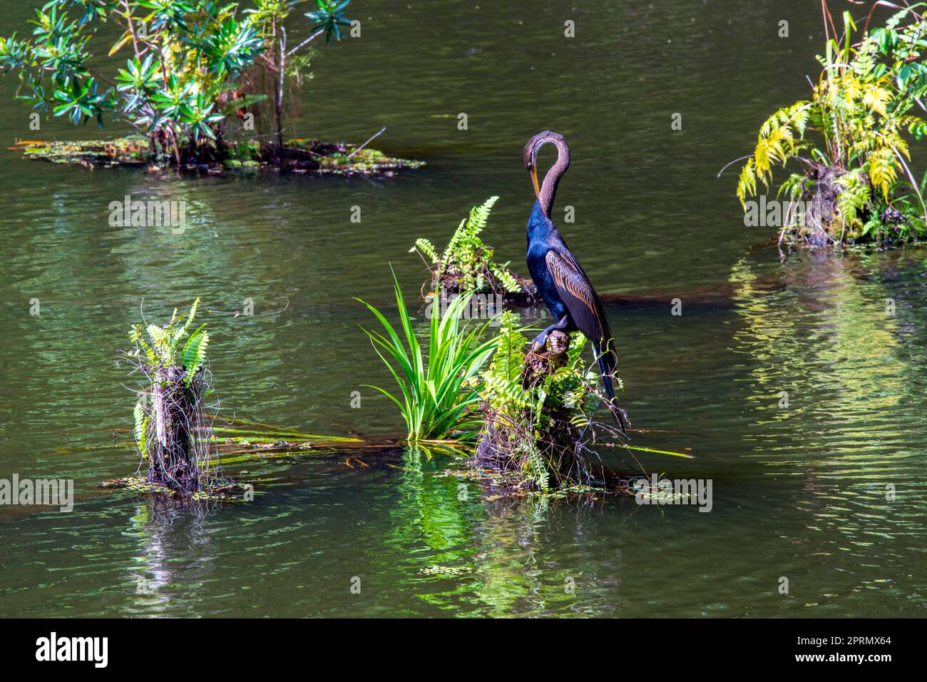 Il darter orientale (Anhinga melanogaster) è un uccello della famiglia degli Ardeidi. Foresta pluviale sul Borneo, Foto Stock