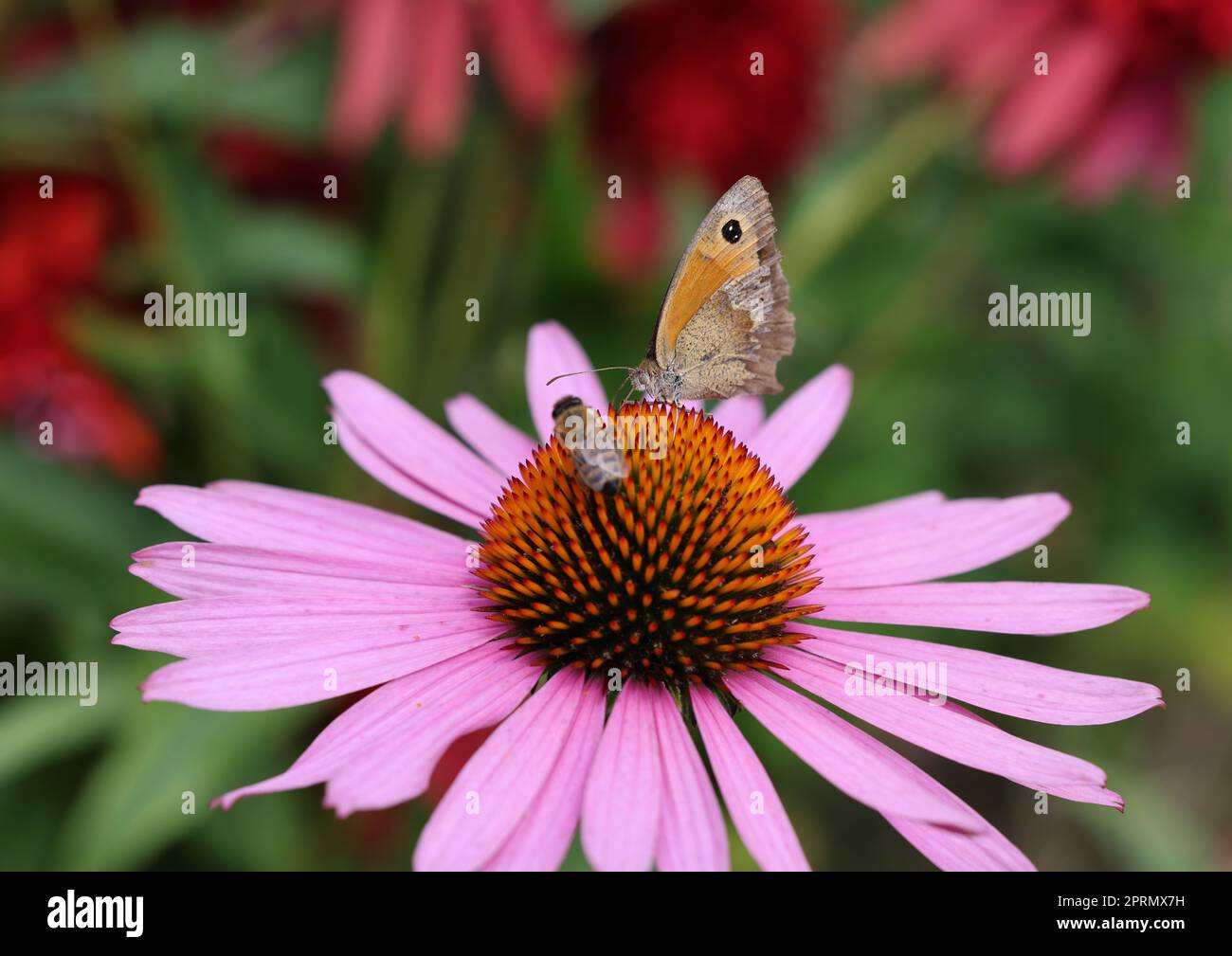 Una farfalla e un'ape mentre si lavora sui fiori di Echinacea Foto Stock