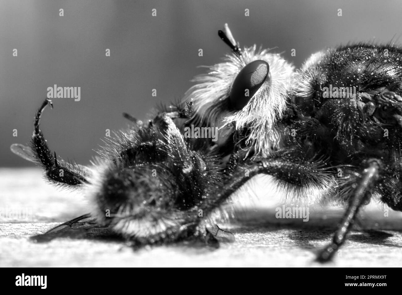 Yellow Murder fly o ladro fly come immagine in bianco e nero con un bumblebee come preda Foto Stock