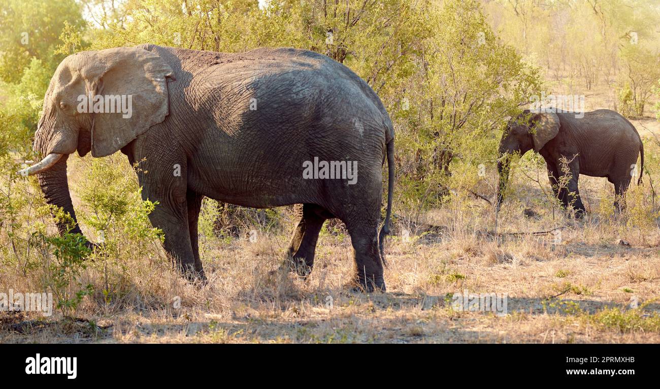 Attaccando vicino a sua madre. Sparo a tutta lunghezza di due elefanti in libertà. Foto Stock