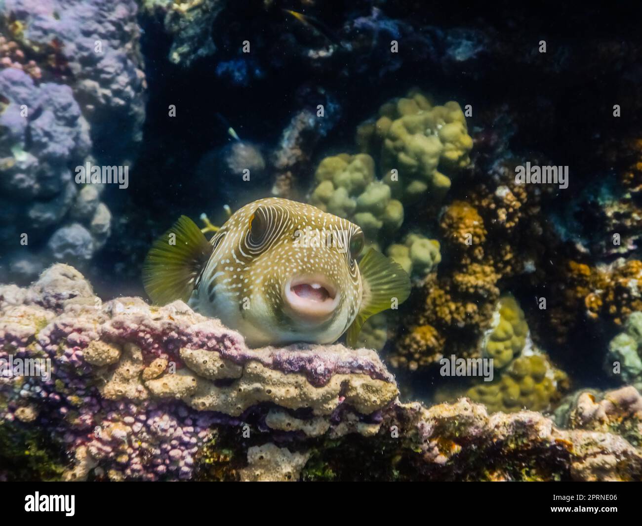 il pesce puffer bianco macchiato si trova sui coralli e guarda nella macchina fotografica mentre si tuffa Foto Stock