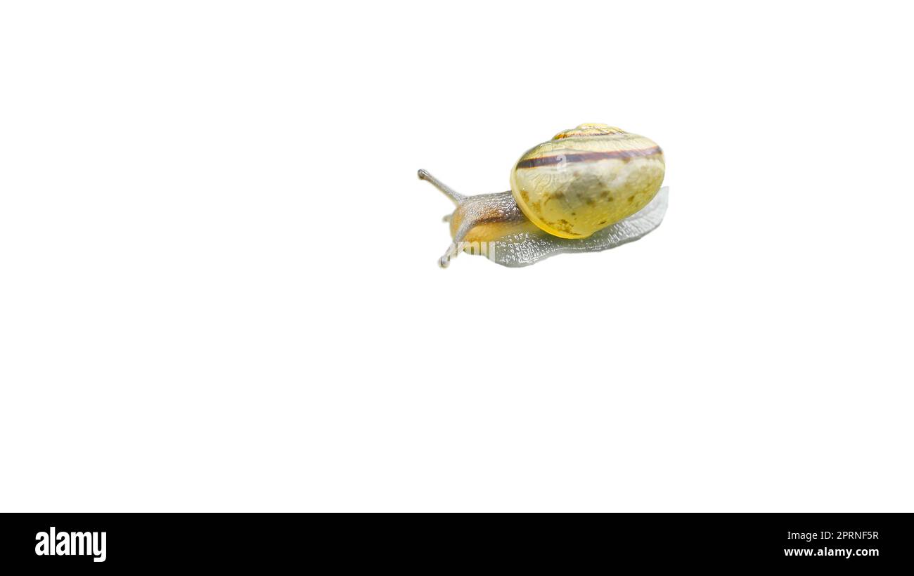 Lumaca con guscio di lumaca ritagliata. Molluschi piccoli. Lumaca con casa, piede e antenna. Per ulteriori elaborazioni, ad esempio per la composizione. Foto Stock