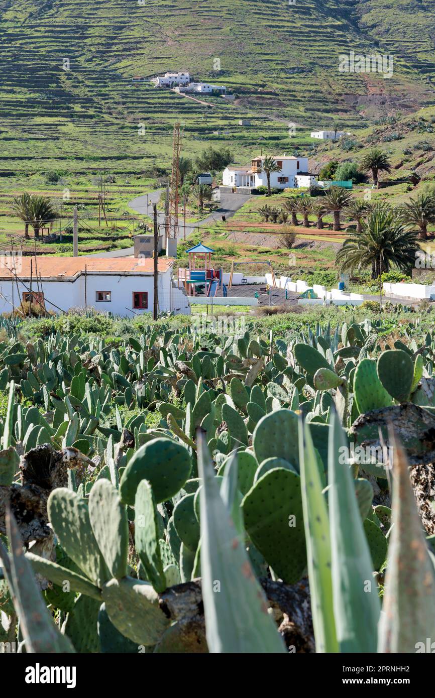 Cactus cresce nella verde valle di Vallebron la Oliva Fuerteventura Foto Stock