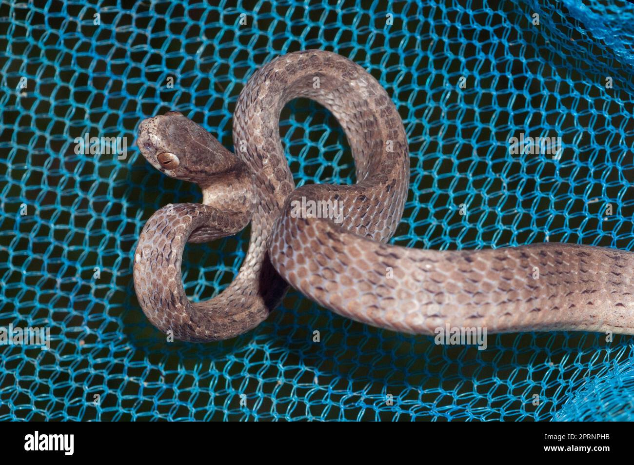 Keeled Slug-Eating Snake, Pareas carinatus, in net, Klungkung, Bali, Indonesia Foto Stock