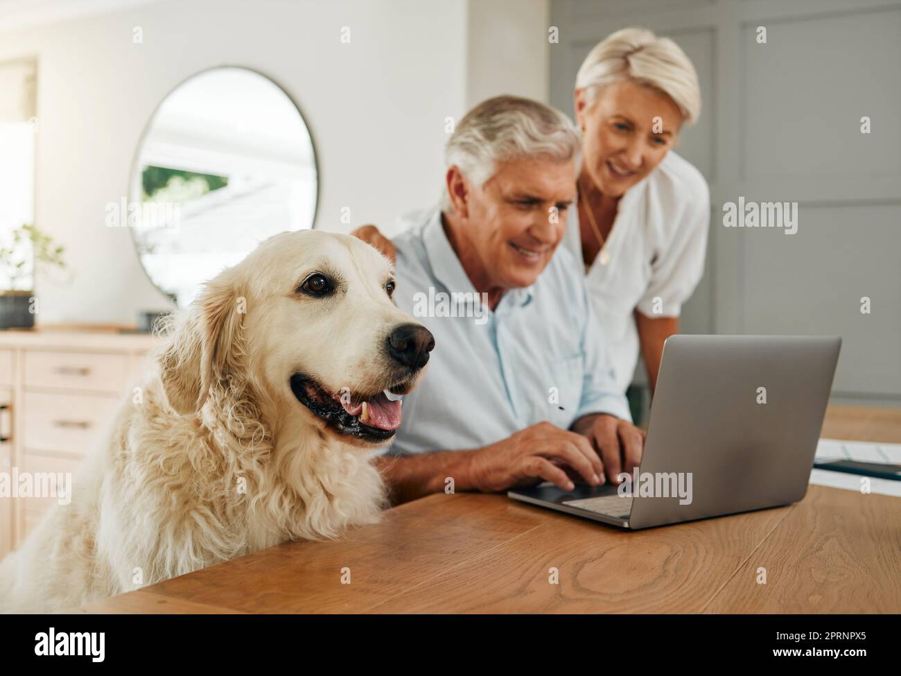 Felice coppia senior, computer portatile e cane a tavola insieme nel soggiorno. Gli anziani e le donne ricerchiano il piano pensionistico o la gestione dei beni finanziari Foto Stock