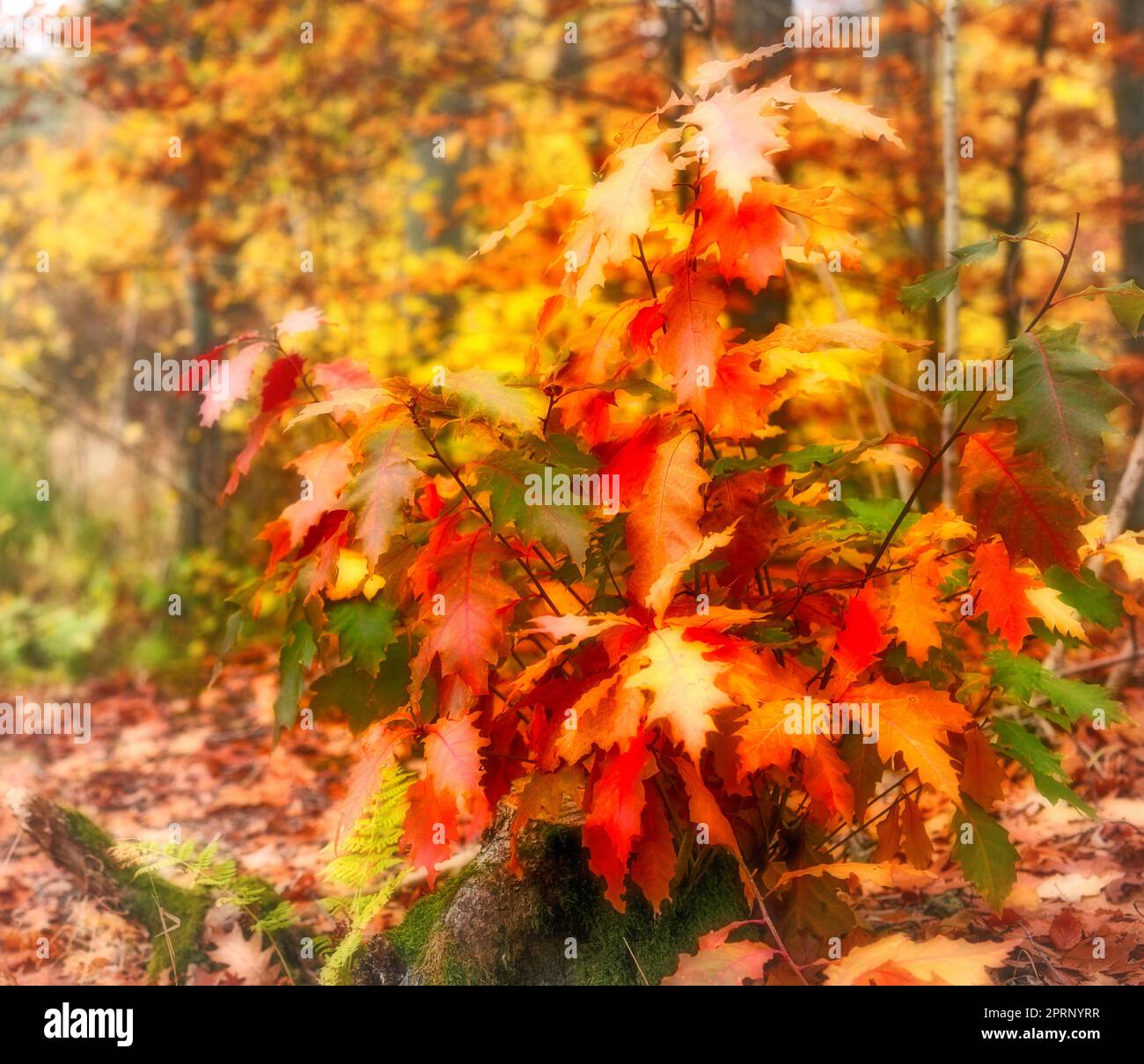 I colori dell'autunno - foreste di Marselisborg. La foresta di Marselisborg o semplicemente foresta di Marselisborg, è una foresta di 1.300 ettari a sud della città di Aarhus in Danimarca. Foto Stock