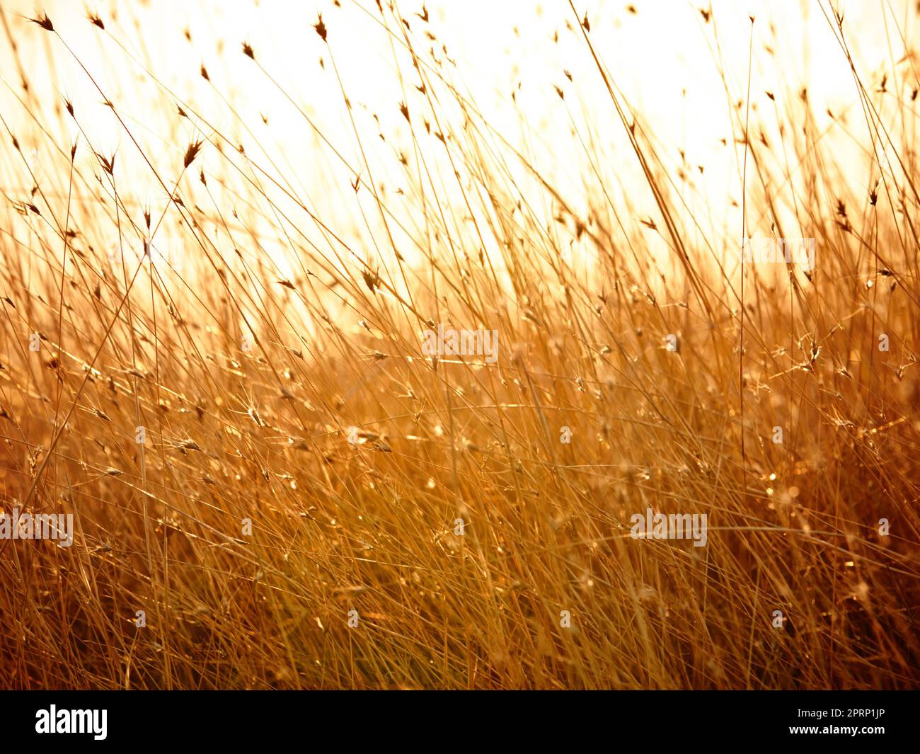 Consistenza del campo di grano o erba e sole con colore retrò per lo sfondo naturale o paesaggistico. Consistenze di campi di mais e piante d'arancia in prossimità della campagna con vento, alba o tramonto Foto Stock