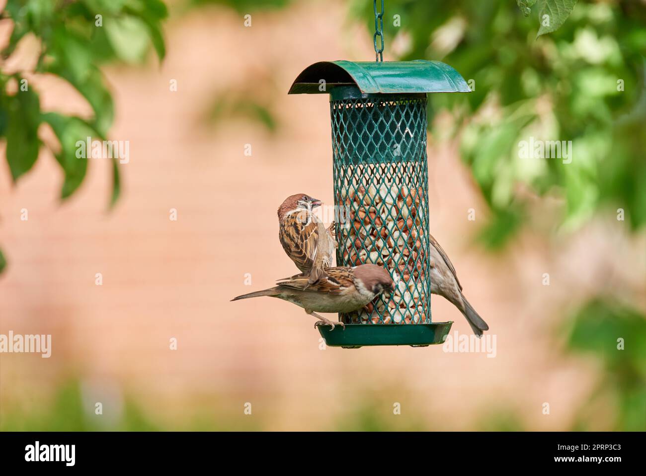 Passeri di giardino affamati. Una foto del passero da giardino in estate (Danimarca). Foto Stock