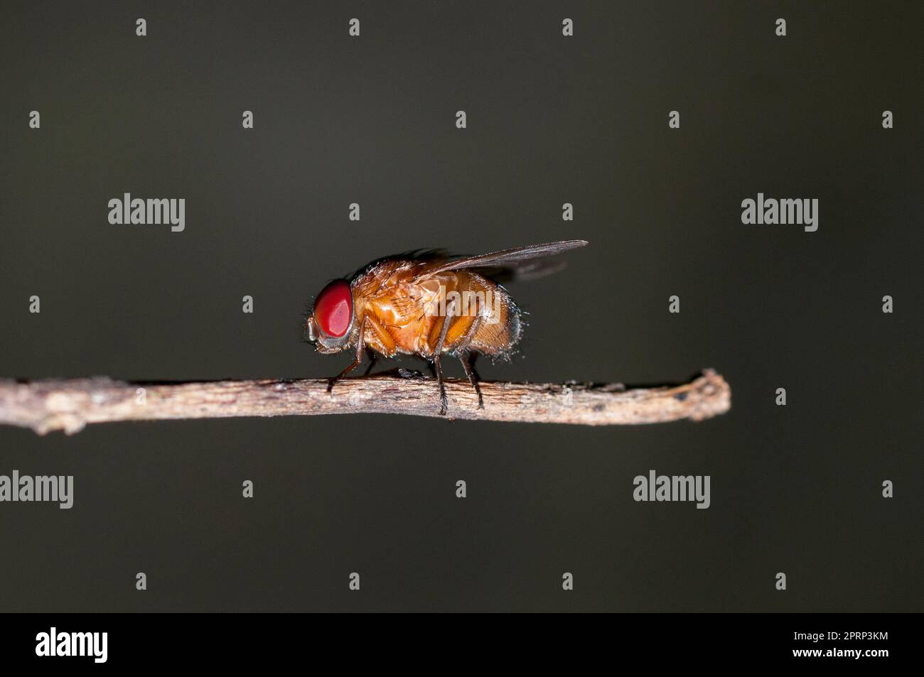 Fruit Fly, Drosophilidae Famil), Klungkung, Bali, Indonesia Foto Stock