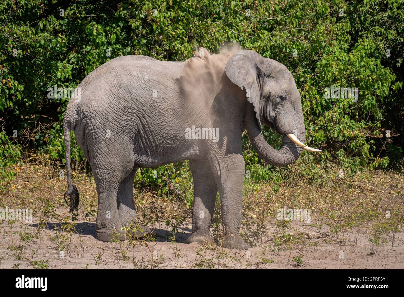 L'elefante africano del cespuglio soffia la sabbia sopra la spalla Foto Stock