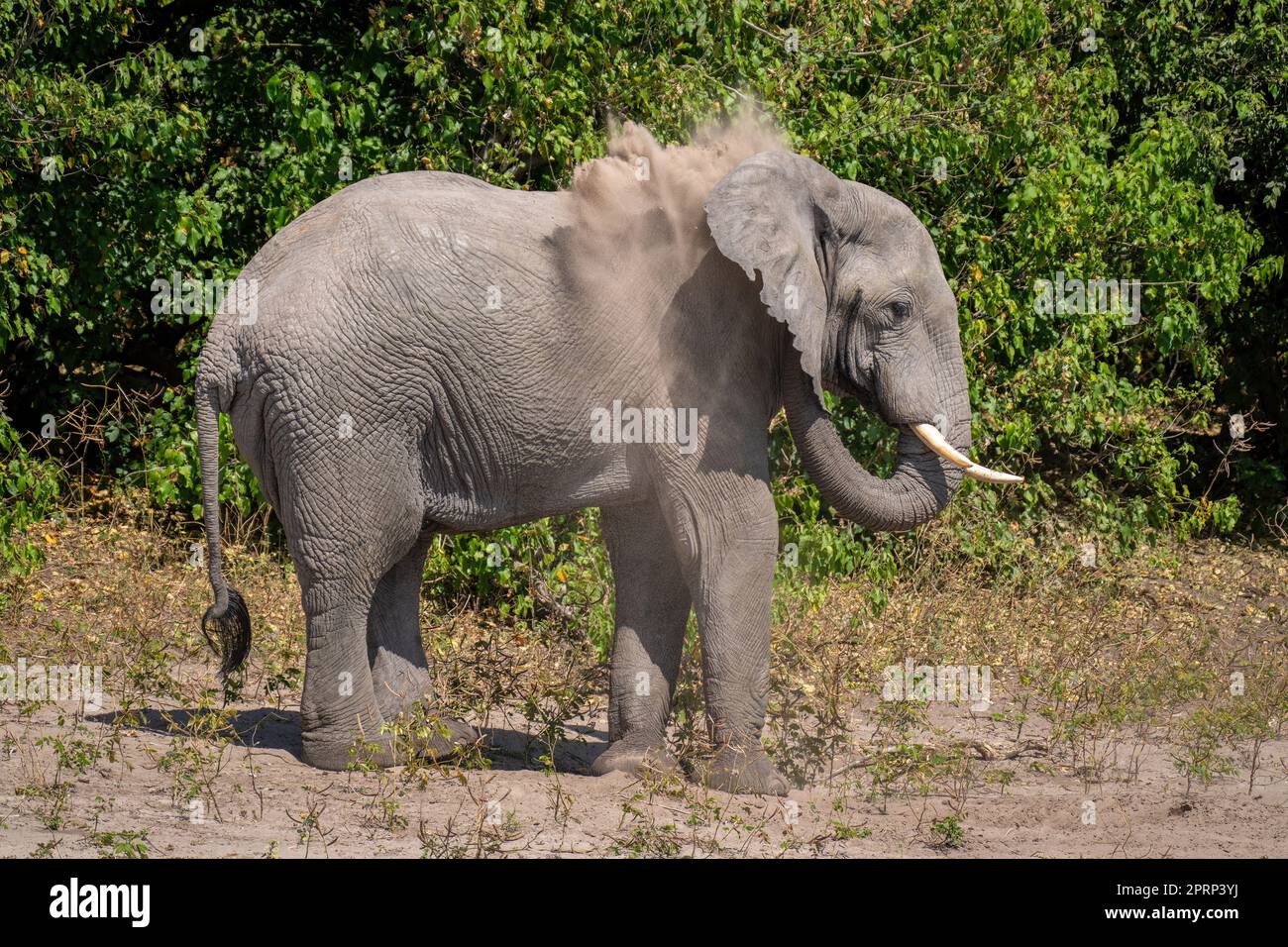 L'elefante africano del cespuglio soffia la sabbia sul collo Foto Stock