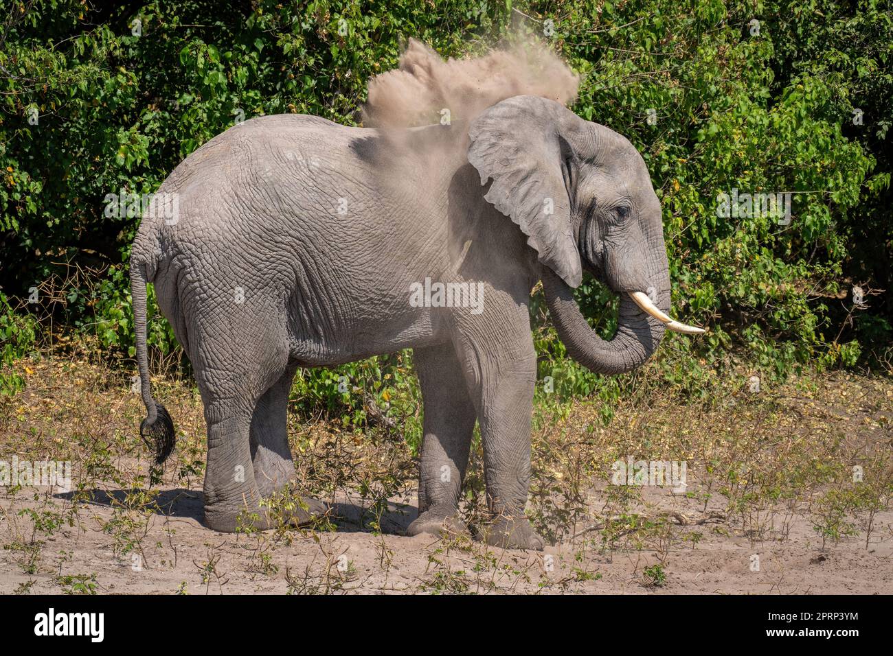 L'elefante africano del cespuglio soffia la sabbia sopra se stesso Foto Stock