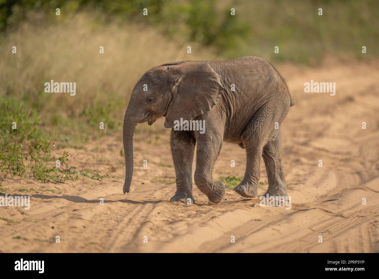 Il vitello africano cespuglio elefante attraversa la pista sabbiosa Foto Stock