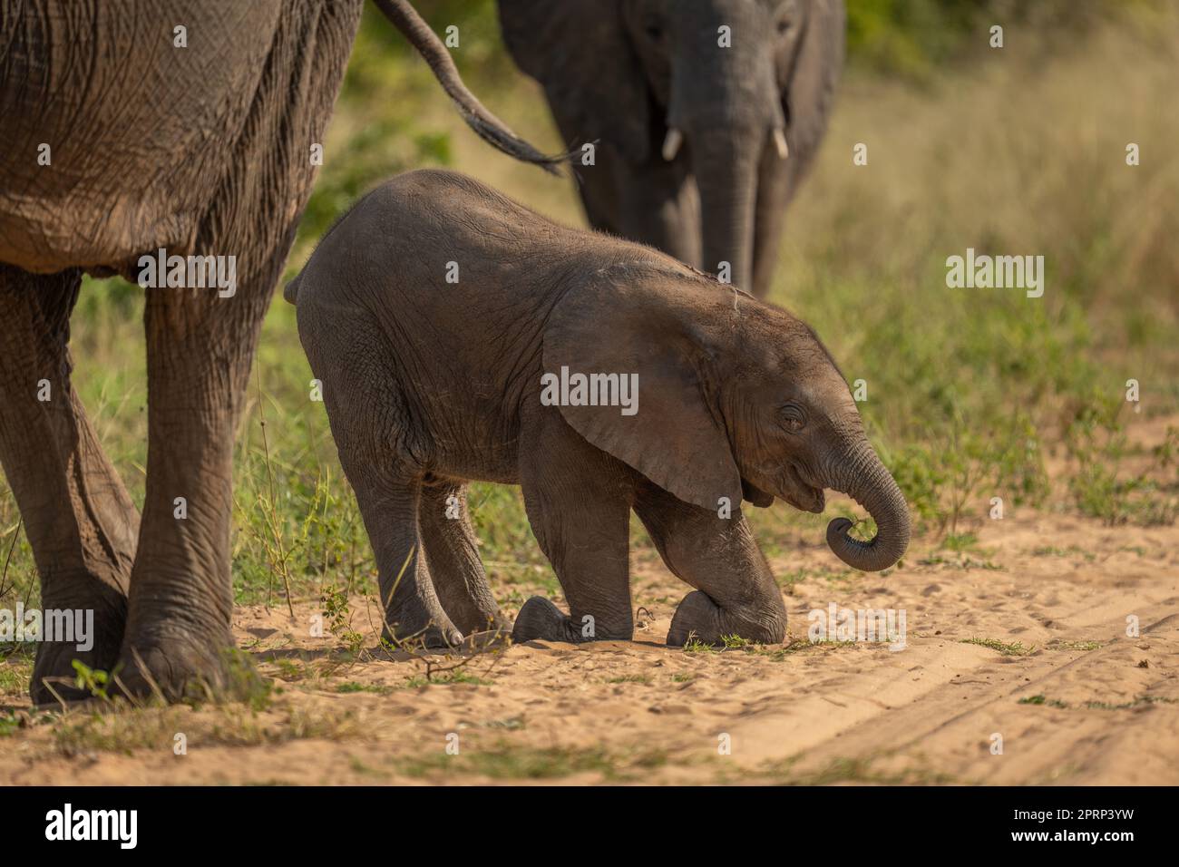African cespuglio elefante vitello inginocchiato in pista Foto Stock
