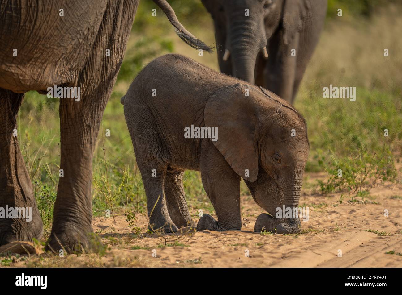 Il vitello africano cespuglio elefante si inginocchia in pista Foto Stock