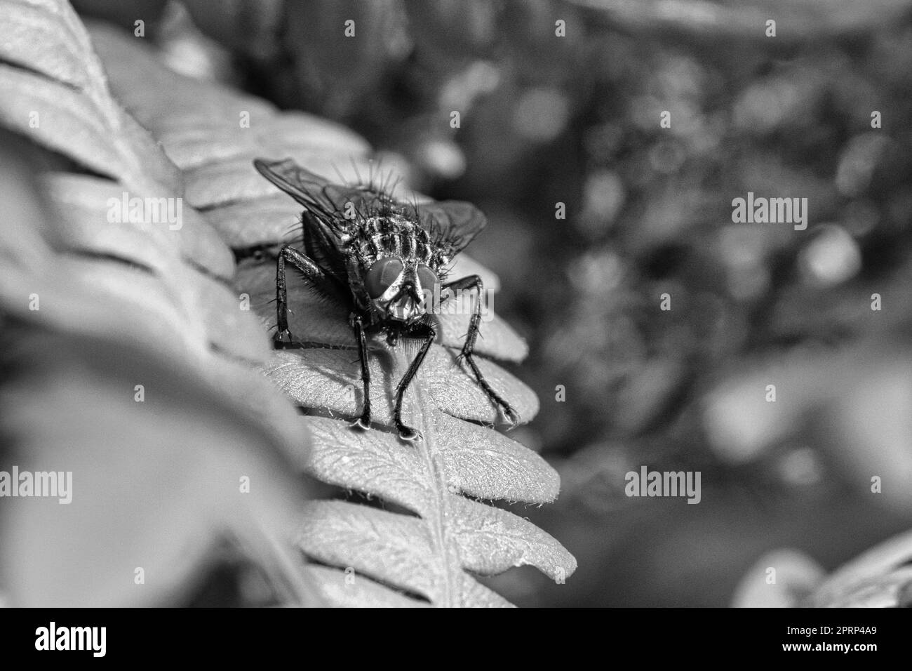 Flesh Fly fotografata in bianco e nero, su una foglia verde con luce e ombra Foto Stock
