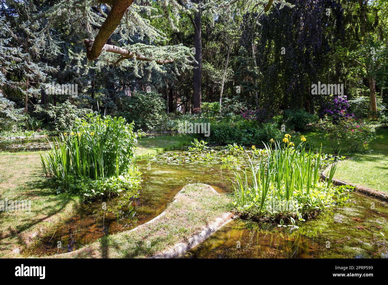 Laghetto e fiori in un parco verde Foto Stock