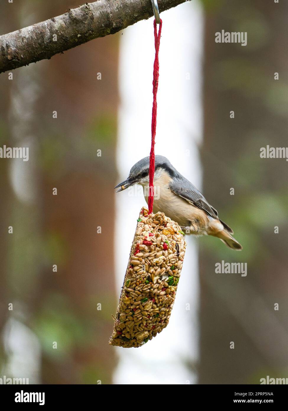 Nuthatch, osservata da un cuore alimentatore che si alimenta nella foresta. Piccolo uccello bianco grigio Foto Stock