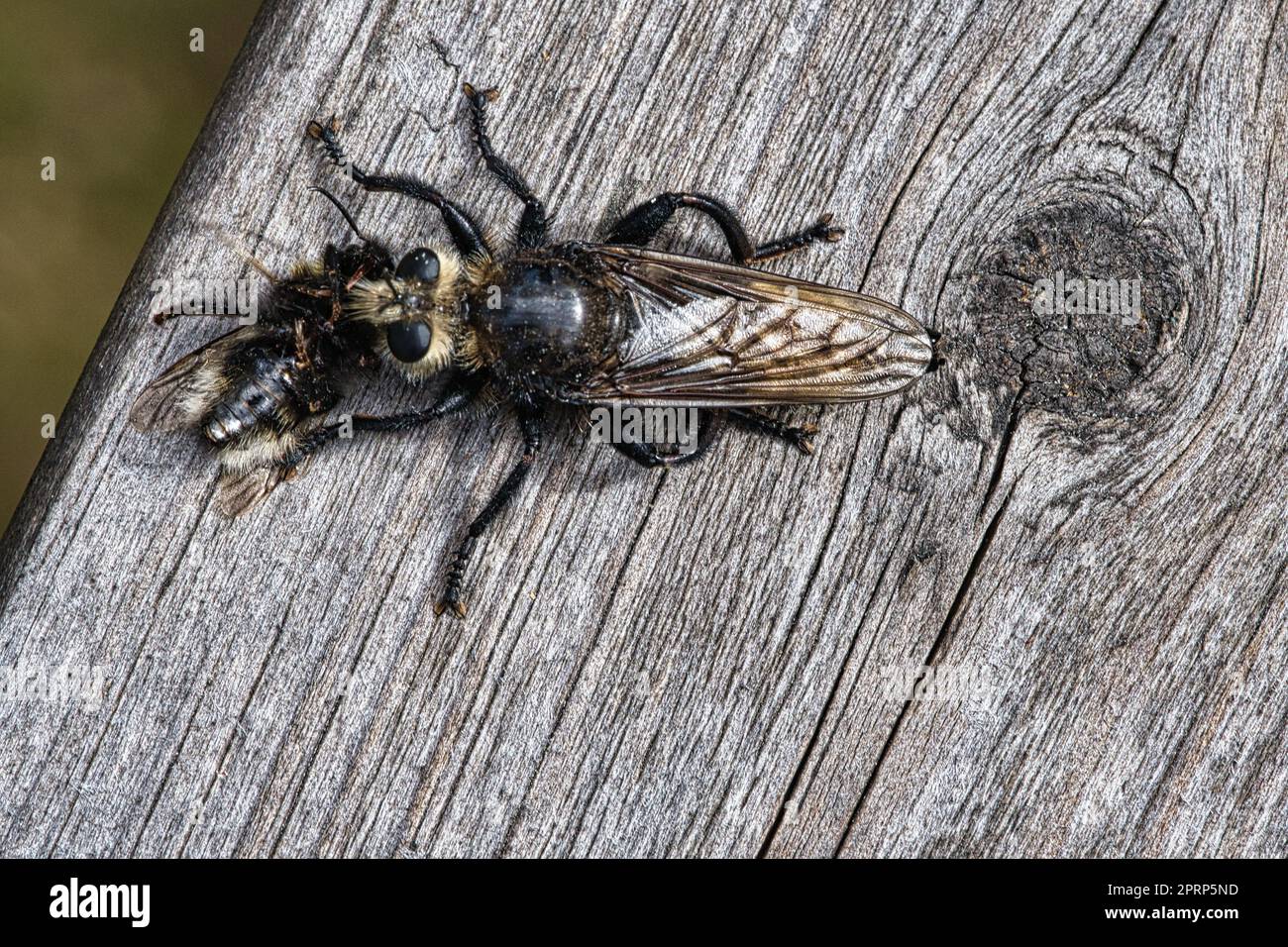 Yellow Murder fly o Yellow Robber fly con un bumblebee come preda. L'insetto è succhiato Foto Stock